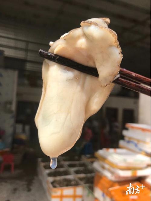 26种水产品产量全国第一!上海的亲,广东美食与侬11月12日相约黄浦江