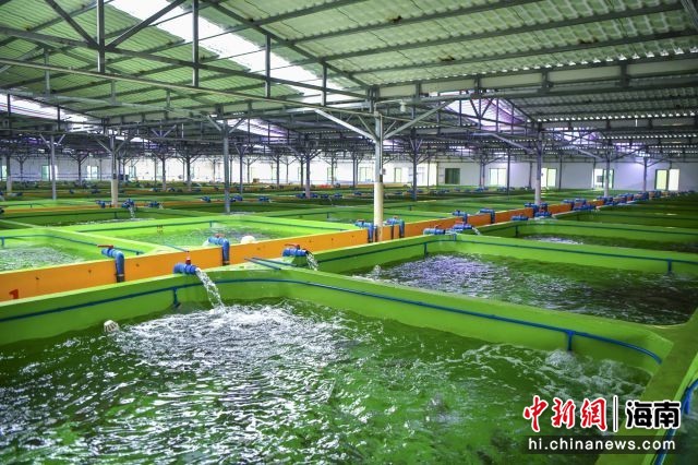 海外华文媒体海南行:万宁着力打造&ldquo;中国东星斑之乡&rdquo;
